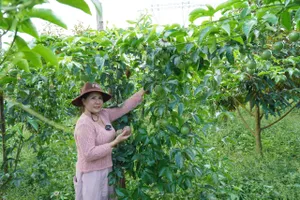 Tháo gỡ “nút thắt” phát triển bền vững ngành chanh leo