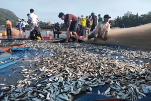 Ngư dân Vũng Tàu trúng đậm mùa cá trích