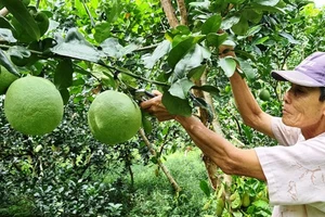 Hơn 40 gian hàng tham gia sự kiện tuần lễ tôn vinh trái cây và phiên chợ nông nghiệp đô thị Tây Nam năm 2022