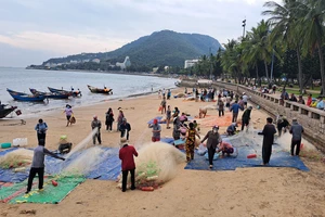 Ngư dân Vũng Tàu trúng đậm mùa cá mai