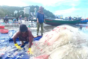 Ngư dân Vũng Tàu bội thu cá trích cuối vụ