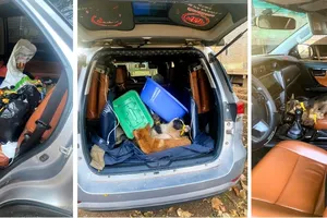 Đồng Nai: Phát hiện 15 con chó nghi bị trộm