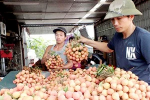  Vải thiều đang cháy hàng