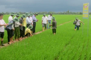 Các chuyên gia của Công ty CP Phân bón Bình Điền giúp nông dân thực hiện mô hình mới. Ảnh: PHAN NAM