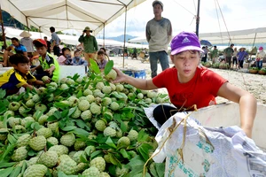 Mãng cầu Chi Lăng nhộn nhịp vào mùa thu hoạch