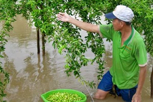 Khẩn trương bảo vệ vườn cây mùa lũ