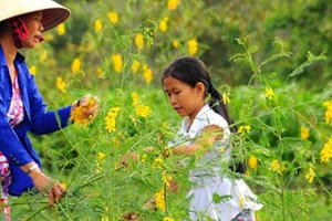 Mùa điên điển trổ bông