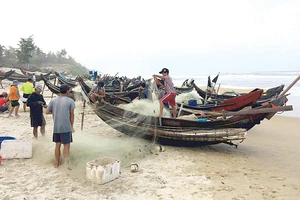  Ngư dân phải đưa cả lưới lên bờ nhờ người gỡ cá khoai