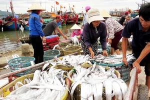 Nhộn nhịp làng biển Quảng Bình