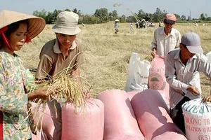 Thu hoạch lúa đặc sản Nàng thơm chợ Đào tại huyện Cần Đước, Long An