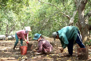 Ngăn chặn tình trạng bán điều non