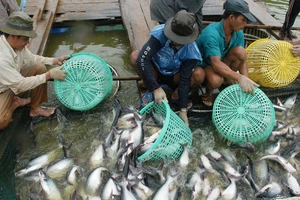 Cửa vào thị trường Mỹ ngày càng hẹp