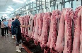 本市某一大型豬隻屠宰場。（示意圖來源：互聯網）