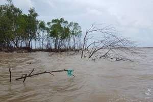金甌海堤防護林帶遭海浪侵蝕破毀。（圖源：嘉柏）
