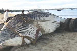 （資料圖來源：互聯網）