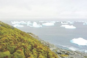 南極因苔蘚增多變綠了。（圖源：互聯網）