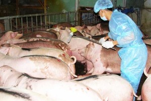 職能機關查獲在本市某養豬戶使用促進生產、提高瘦肉率的 半胱胺酸（Cysteamine）成長刺激素的豬群。