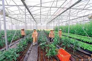 TH True Milk公司的無公害蔬菜生產區一隅。