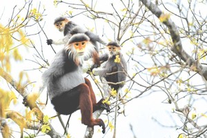 （資料圖來源：互聯網）