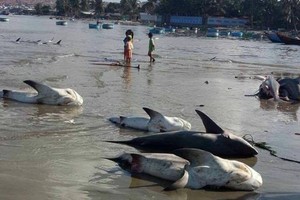 此圖非屬事實，日前曾在社交網上傳播謠言。（圖源：在線法律報）