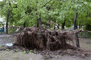 遭暴風雨侵襲後樹木被刮倒。（圖源：互聯網）