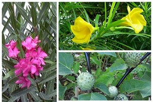衛生部勸告切勿種植的若干有毒之花草樹木。（資料圖：互聯網）