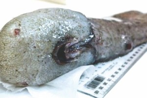 澳大利亞科學家在深海發現的“無臉”魚。（圖源：AFP）