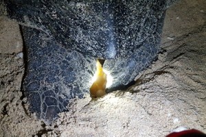 圖為估量體重超過100公斤的海龜爬上沙灘上產蛋。（圖源：互聯網）