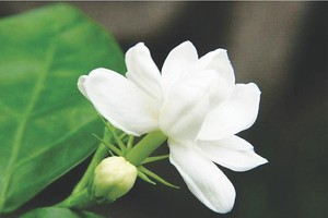 示意圖。（圖片來源：互聯網）