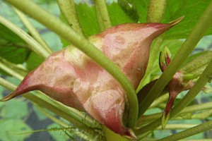 圖為四角菱。（示意圖來源：互聯網）