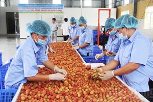 這是第二年向澳洲出口荔枝。（圖源：互聯網）