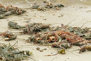 富安省龍蝦大量死亡原因引爭議。（資料圖源：P.X）