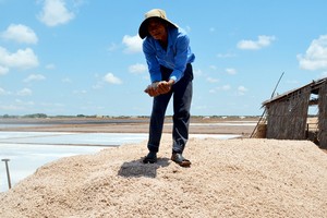 圖為薄寮省東海縣鹽民在收獲海鹽。（資料圖：互聯網）