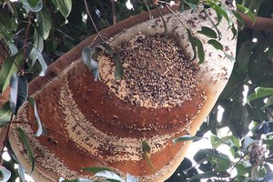 圖為一個罕見的大蜂窩。（示意圖源：互聯網）