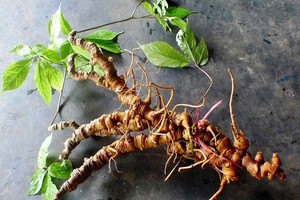 圖為玉靈參。（資料圖：互聯網）