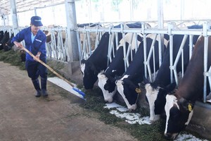 林同省飼養和供應有機牛奶。