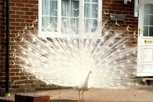 （資料圖來源：互聯網）