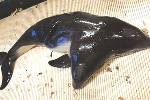 （資料圖來源：互聯網）