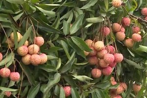 （示意圖來源：互聯網）