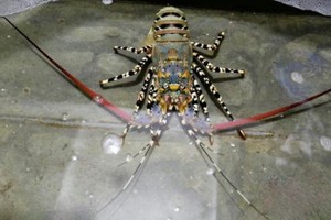 （資料圖來源：互聯網）