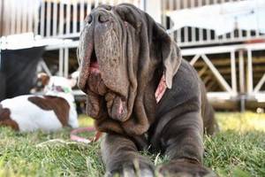 （資料圖來源：互聯網）