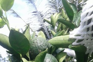 這樣新鮮的水果，消費者又怎能以肉眼來“檢測”是否已注射了違禁藥物？