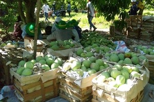 芒果摘下分類。（示意圖源：互聯網）