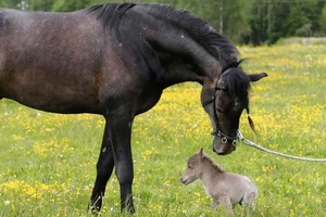 （資料圖源：互聯網）