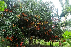 圖為紅毛丹果園一隅。（示意圖源：C.Anh）