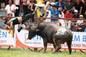2017年圖山鬥牛盛會日前發生意外事故，一頭鬥牛突然發狂攻擊主人，主人立即被送醫，但是傷勢過重宣告不治。（圖源：互聯網）