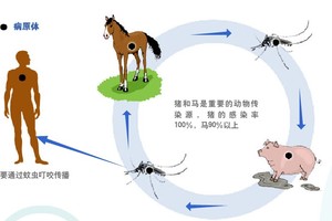 乙腦的傳播途徑。(資料圖源：互聯網)