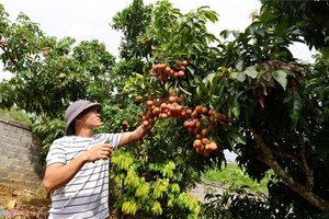 達VietGap標準的陸岸縣荔枝園今年失收價格飆升。（圖源：Zing.vn）