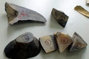 被捕獲的犀牛角證物。