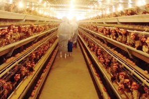 生產線自動化、達VietGAP標準的 養雞場。